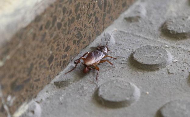 Cs pide un plan de fumigación contra las plagas de cucarachas e insectos en León