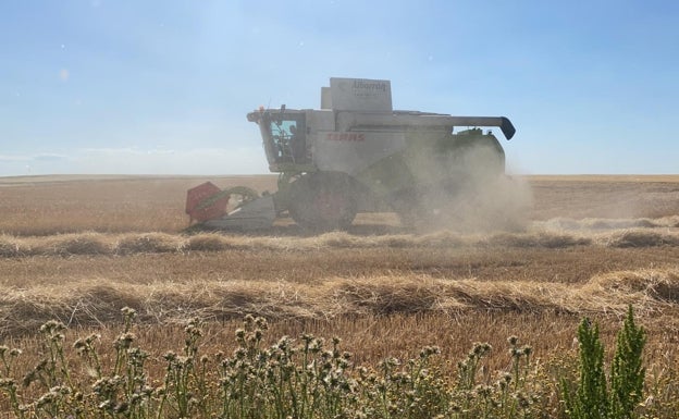 Las lluvias detienen la siega, aunque de manera desigual