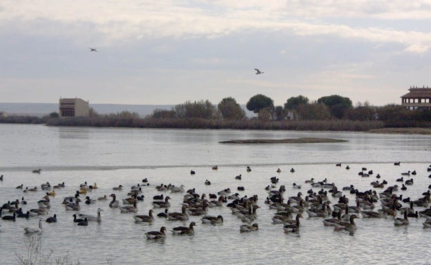 Castilla y León se protege frente a la gripe aviar