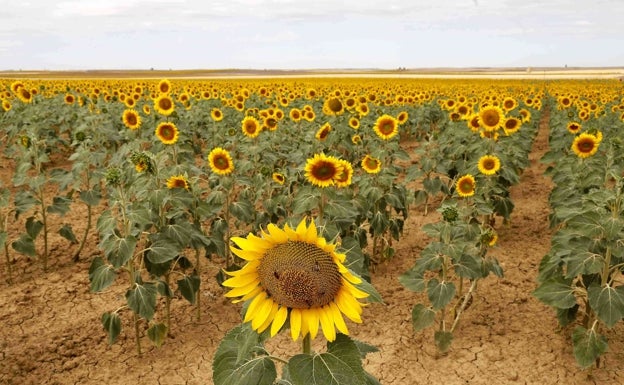 La superficie de girasol disminuye casi un 15% en las dos últimas campañas