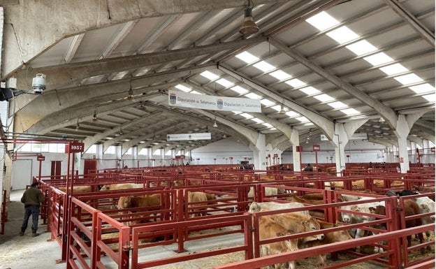 Nuevas subidas para el ovino en Salamanca y caída de los cereales