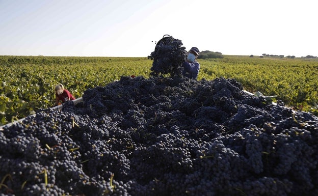 Agricultura aprueba un nuevo reglamento de la DO Ribera del Duero