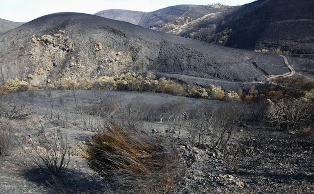 La Junta restaurará los terrenos afectados por el incendio de 2016 en Bárcena de la Abadía por 700.000 euros