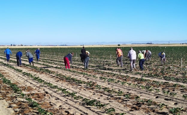 Castilla y León lidera la producción nacional de planta madre de fresa con 1.450 hectáreas