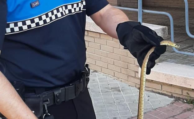 La Policía Local de Valladolid captura una serpiente en el barrio de Parquesol de Valladolid y la suelta en el campo