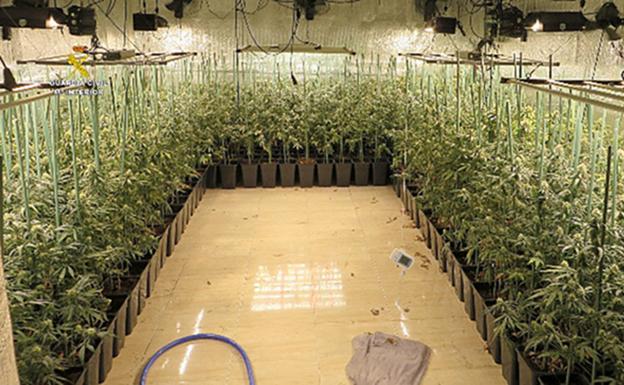 Seis detenidos en Salamanca, Zamora y Valladolid que cultivaban marihuana en remolques de camiones