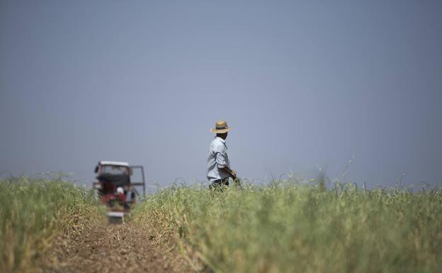 Un agricultor en un campo manchego sembrado de ajos. /óscar chamorro