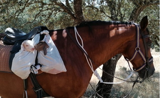 Recién nacidos a caballo