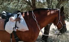 Recién nacidos a caballo