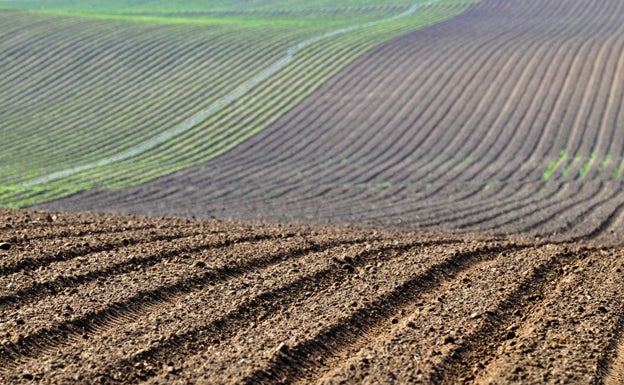 La superficie de cultivo se mantiene estable con 3,5 millones de hectáreas