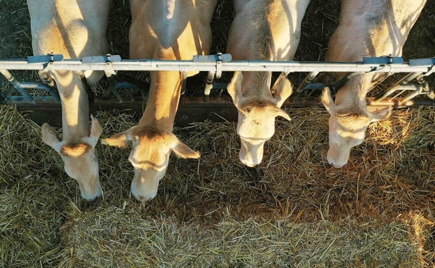 Repiten cereales y vacuno en todas las categorías en la Lonja de Segovia