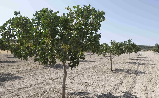 Los frutos secos podrán acceder a las ayudas del seguro agrario