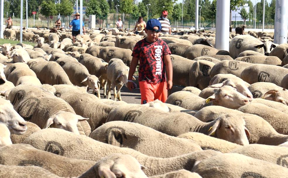 Con 1.900 ovejas en busca de pastos a Luna