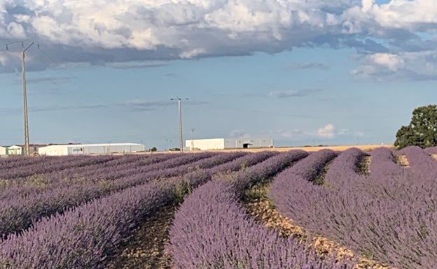 La región dedica más de 1.000 hectáreas a la lavanda y lavandín