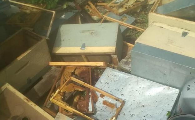 Un oso causa daños en una instalación apícola de la localidad lacianiega de Lumajo