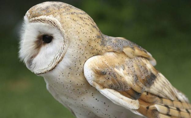 Localizan una cría de lechuza en el interior de un edificio de León