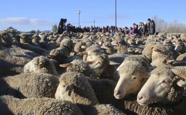 El Grupo Operativo Ovinnova celebra su tercera velada sobre trashumancia en Salamón