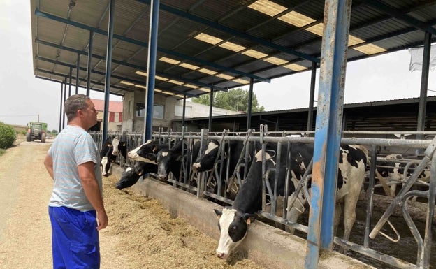 El 50% de la leche se vende por debajo de costes