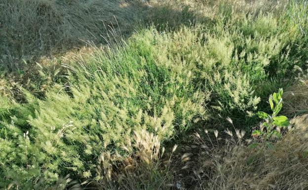 El PSOE de Santa Colomba de Curueño exige al Ayuntamiento que gestione la limpieza del arroyo de Barrillos