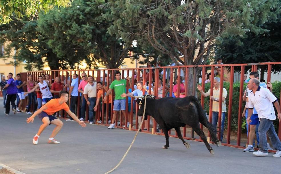 Villafrechós: más de dos siglos de vaca enmaromada