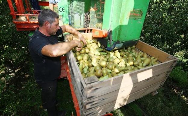 La cosecha de pera conferencia y manzana reineta, con «buenas perspectivas» a más de un mes de iniciar la recogida