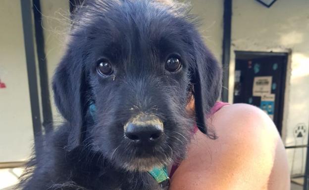 Abandonan un cachorro atado a una señal de tráfico en Villaobispo