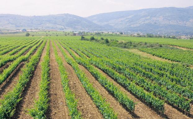 Los consejos reguladores de Bierzo y Ribera del Duero, organismos de control