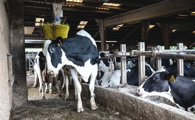 COAG pide que se revisen todos los contratos de compra-venta de leche entre ganaderos e industria