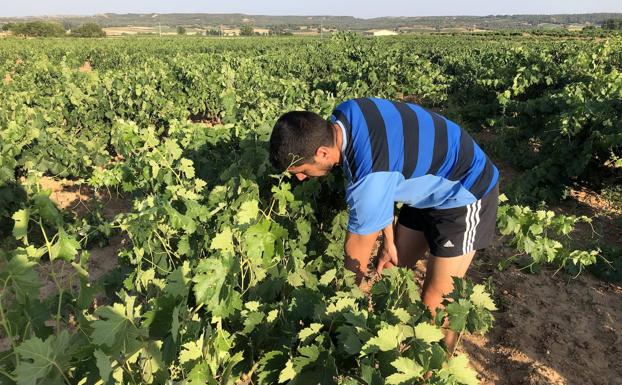 Ribera y Rueda mejoran hasta julio las cifras de venta anteriores a la pandemia