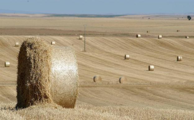 La paja, en caída libre, a pesar del descenso de producción