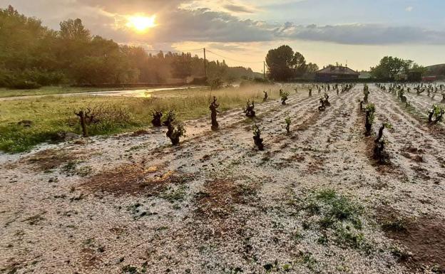 Agroseguro adelanta 1,64 millones por daños en uva de vino en la región