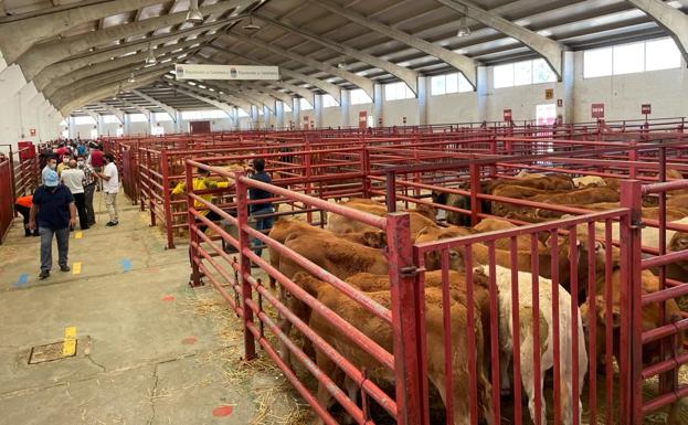 Cotización al alza del cereal por segunda semana consecutiva en Salamanca