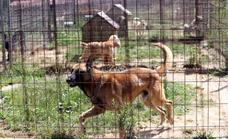 Cada hora se abandonan en España quince perros sin identificar