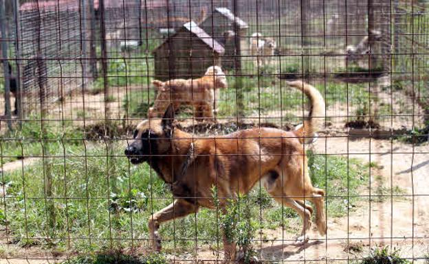 Cada hora se abandonan en España quince perros sin identificar