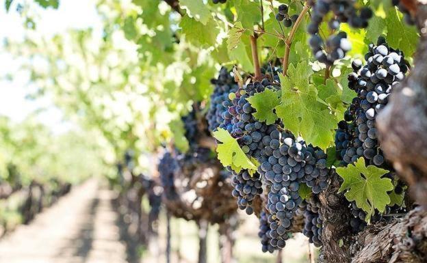 Agroseguro adelanta el pago de 4,65 millones de euros de indemnizaciones por daños en uva de vino