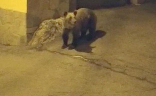 Un oso se pasea por las calles de Villablino en busca de comida