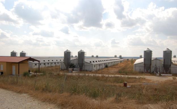 Las industrias porcinas en el medio rural crecen un 15% en diez años