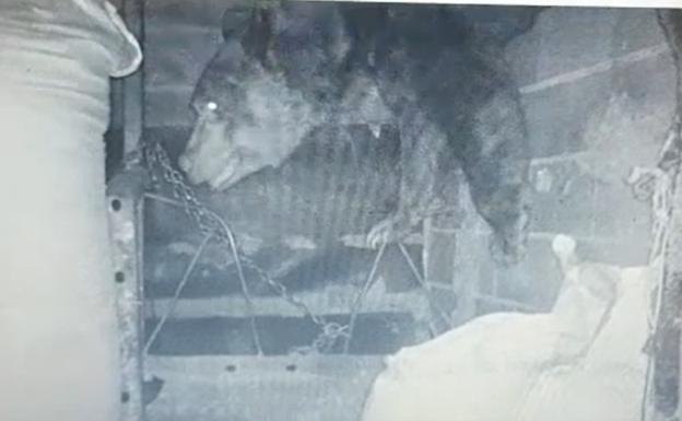 El oso 'vive' en Palacios de Sil: baja por las noches a los pueblos y destroza huertas, paredes y ganaderías para comer
