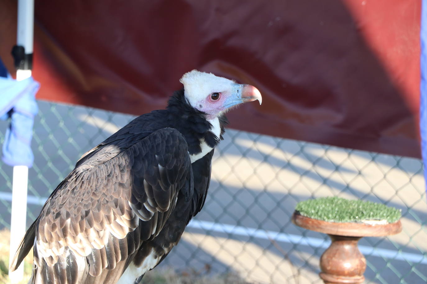 Vigilantes desde el aire