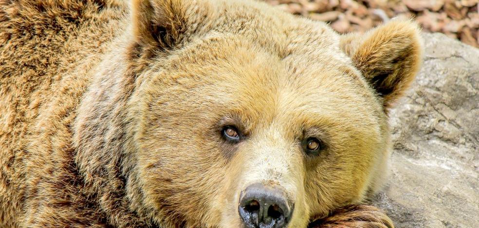 Mi 'amigo', el oso (de Villablino) - Vimarsana News