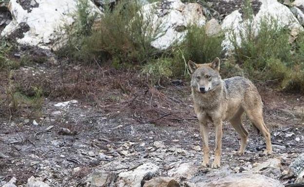 Los ganaderos leoneses estallan contra la gestión del lobo tras cuatro ataques en 48 horas : «Se ríen de nosotros»