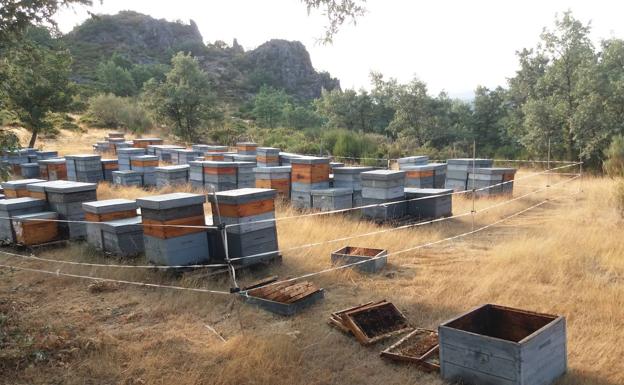 Los osos 'asaltan' las colmenas de la montaña oriental leonesa