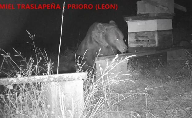 Un oso destroza por cuarta vez este mes los colmenares de Prioro, con pérdidas de 200 euros por colmena atacada