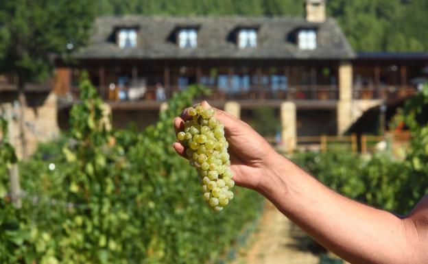 El Palacio de Canedo inicia este viernes la vendimia en el Bierzo con la recogida de uvas para el Xamprada