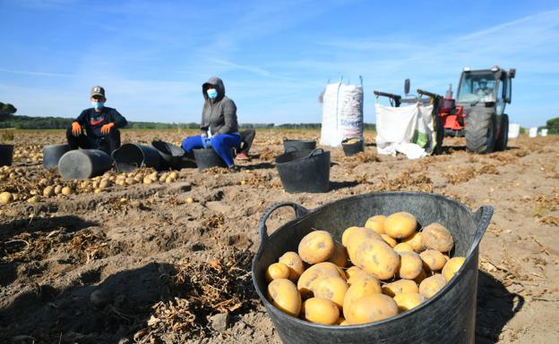 El paro baja en 64 personas en agosto en el sector agrario