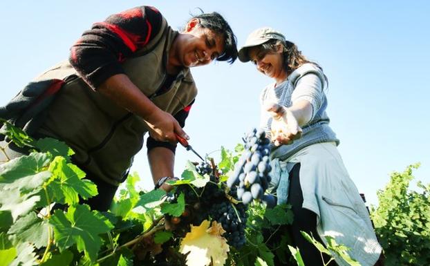 Las bodegas de la DO Bierzo arrancan la vendimia de las variedades de maduración temprana