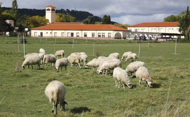 Planas defiende que la UE preste atención preferente a las zonas rurales además de la PAC