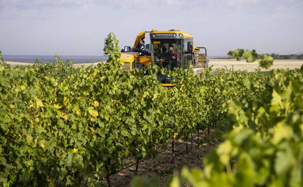 Asaja pide contratos homologados entre viticultores y bodegas que establezcan el incremento de los costes