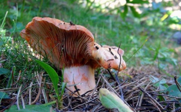 La campaña micológica de otoño en la provincia se prevé «óptima y típica» con boletus por San Miguel