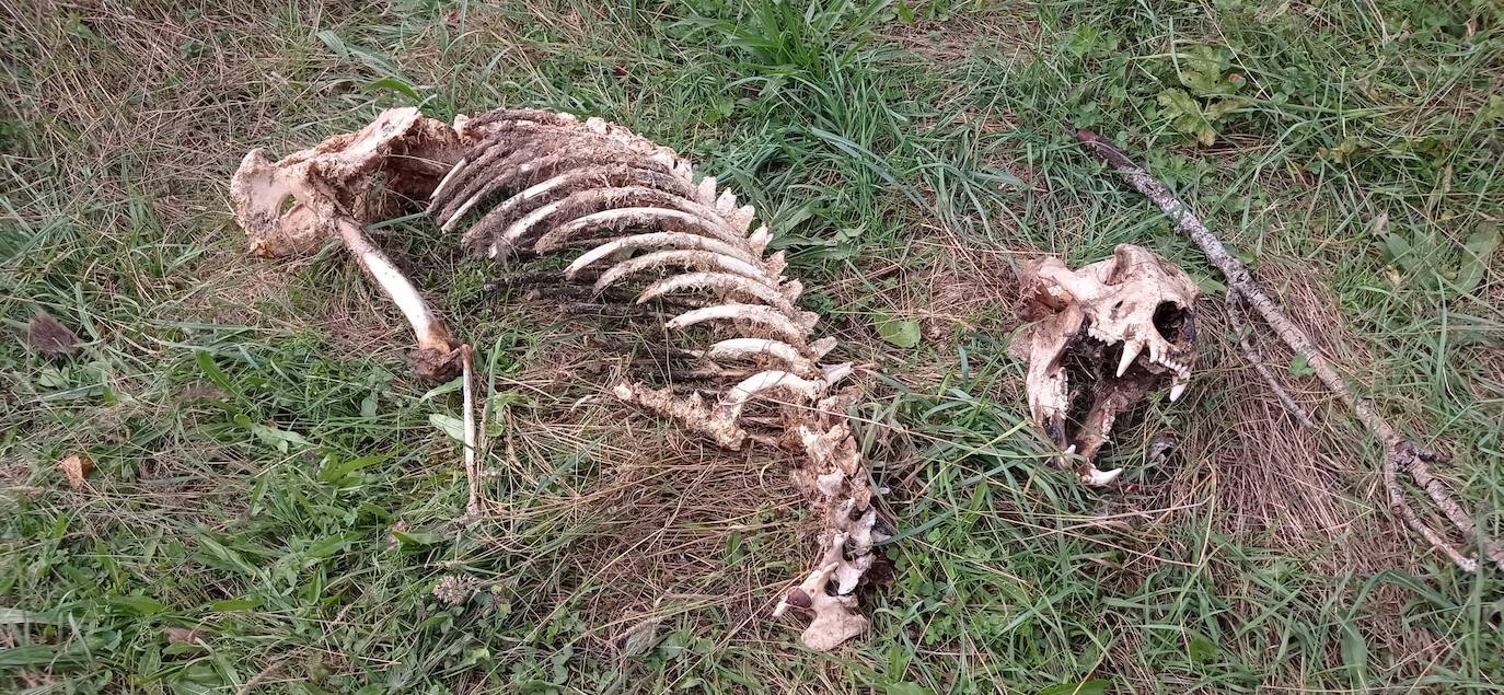 Encontrados restos esqueletizados de un ejemplar de oso pardo en Fasgar, Murias de Paredes